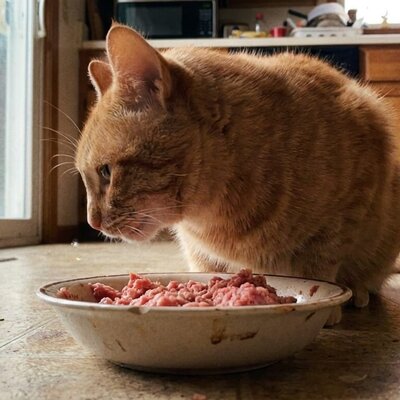 Wat is premium kattenvoer?
