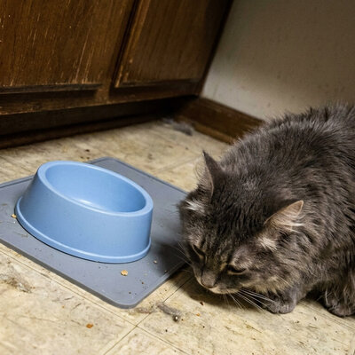 Wat is goed nat kattenvoer?