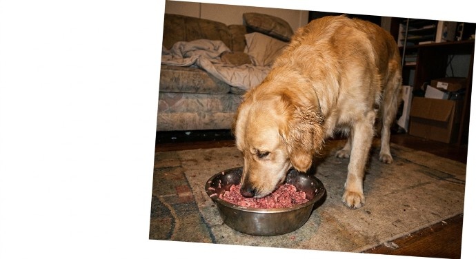 Waar worden honden moe van