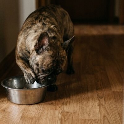 Wat kan ik mijn hond geven tegen vermoeidheid?