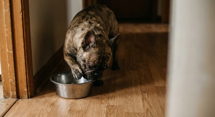 Wat kan ik mijn hond geven tegen vermoeidheid?