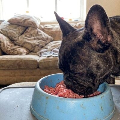 Tekenen van voedselintolerantie bij honden