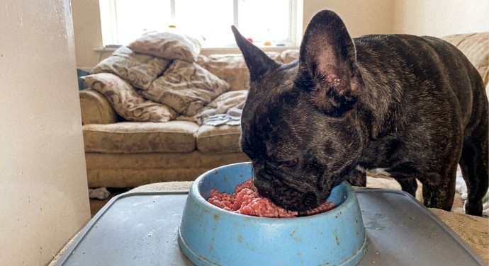 Tekenen van voedselintolerantie bij honden