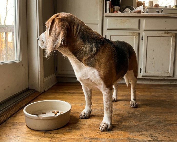 Hond wil geen brokken maar vlees