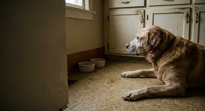 Waarom is mijn hond ineens zo moe?