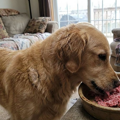 De nadelen van geperste brokken voor honden