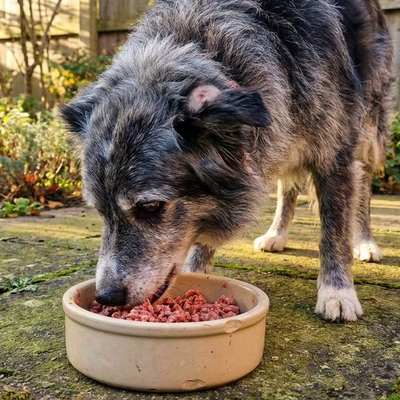 Nierfunctie verbeteren van je hond