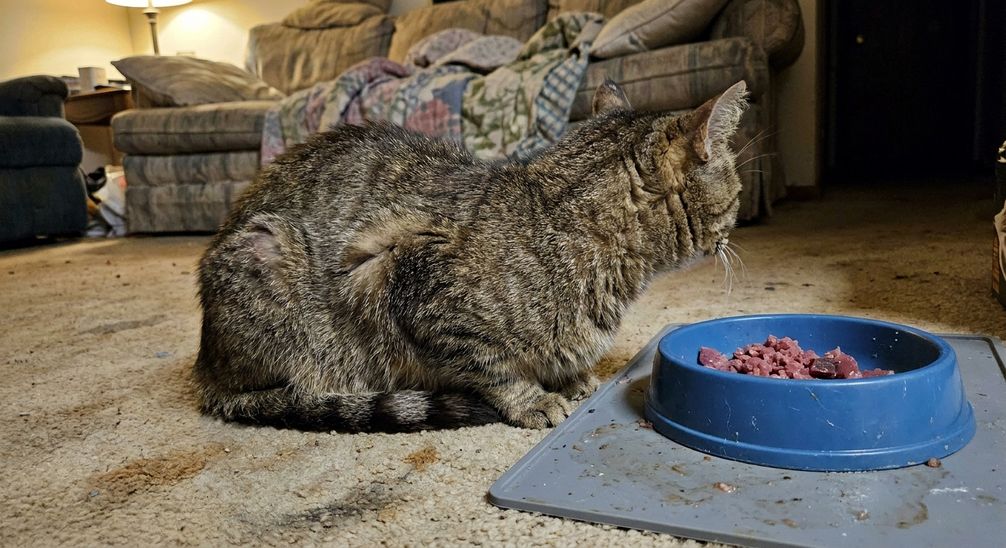 Is zalm goed voor een kat?