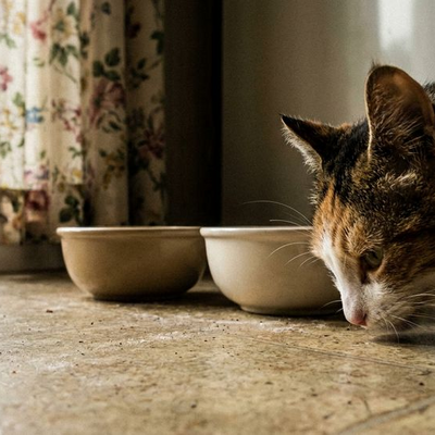 Veroorzaakt vis urinewegproblemen bij katten?