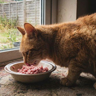 Kan ik mijn kat kipfilet geven?