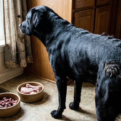 Zijn rauwe kippenbotten veilig voor honden?