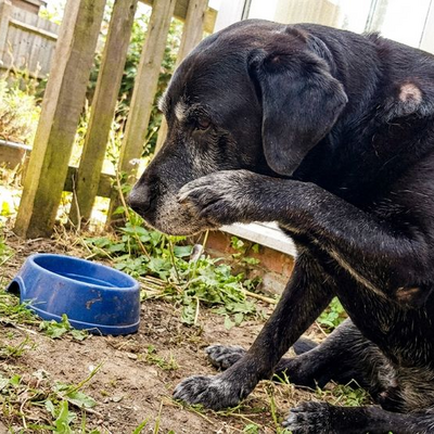 Hoe lang mag een hond op een bot kluiven?