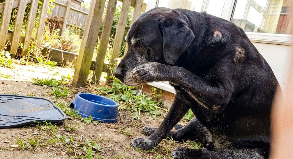 Hoe lang mag een hond op een bot kluiven?