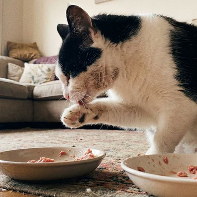 Is BARF goed voor een kat?