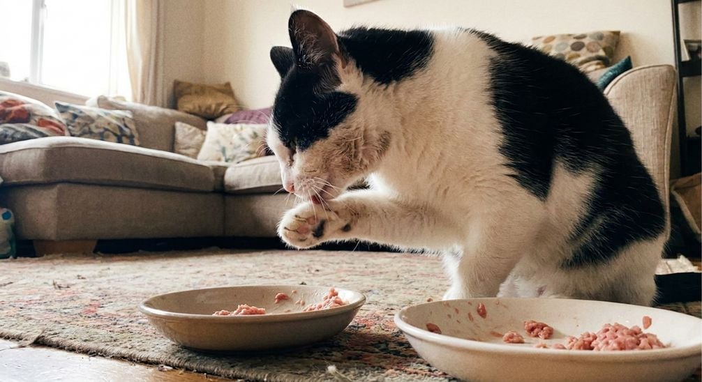 Is BARF goed voor een kat?