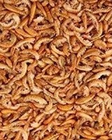 Bachflohkrebse Gammarus 250g