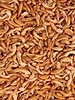 Bachflohkrebse Gammarus 250g