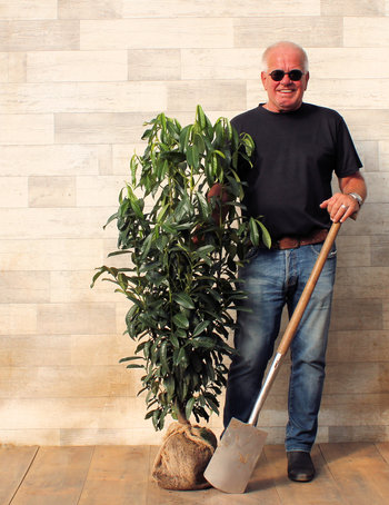 Haagplanten tot 180 cm Haagplanten tot 180 cm