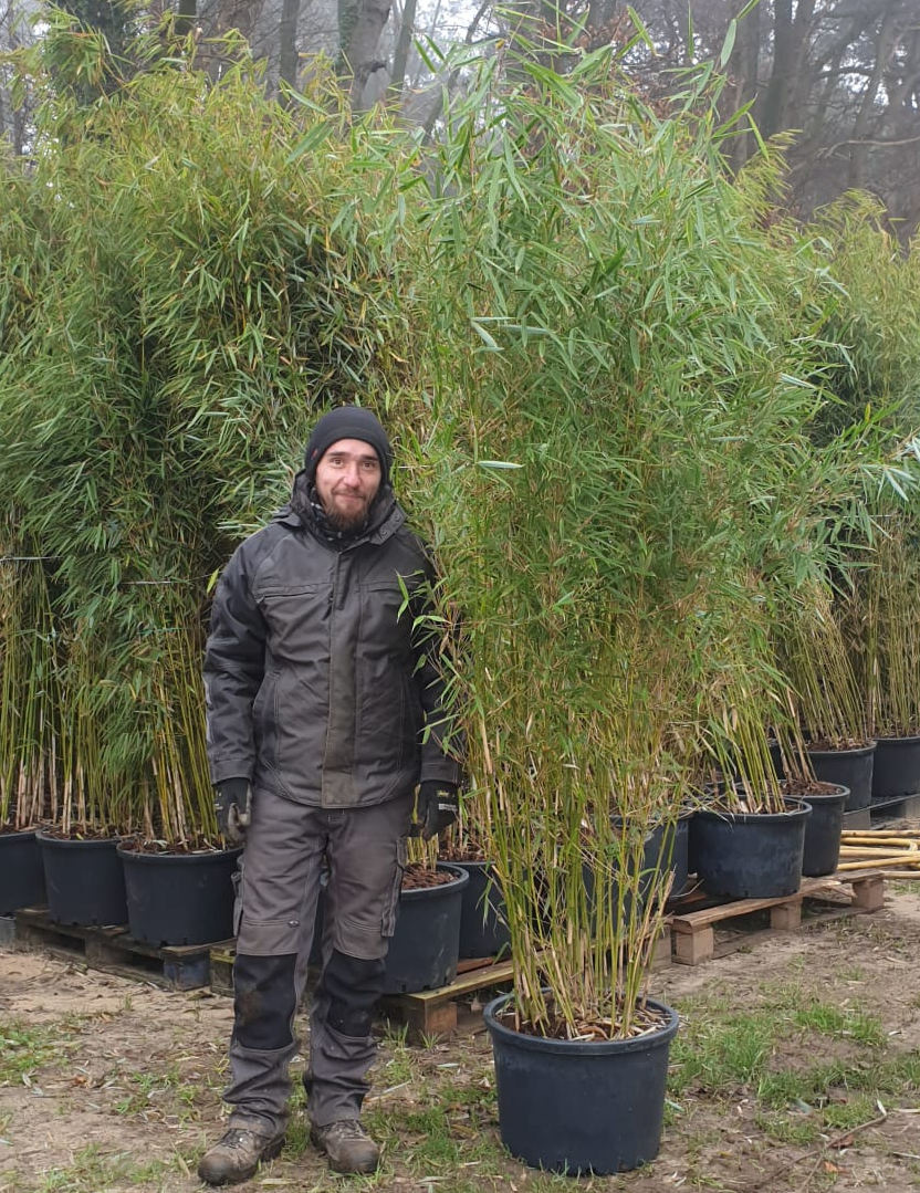 Actuator Uitsteken Afleiden Fargesia Robusta Campbell 200-250cm | De mooiste en gunstigste prijs