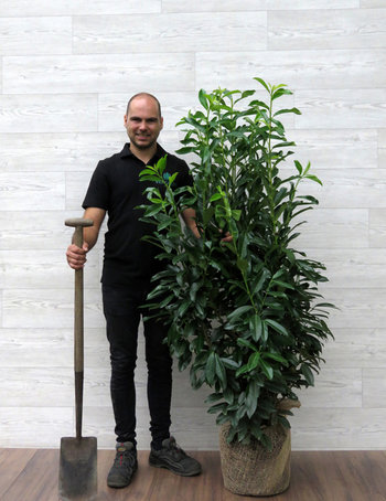 Haagplanten tot 180 cm Haagplanten tot 180 cm