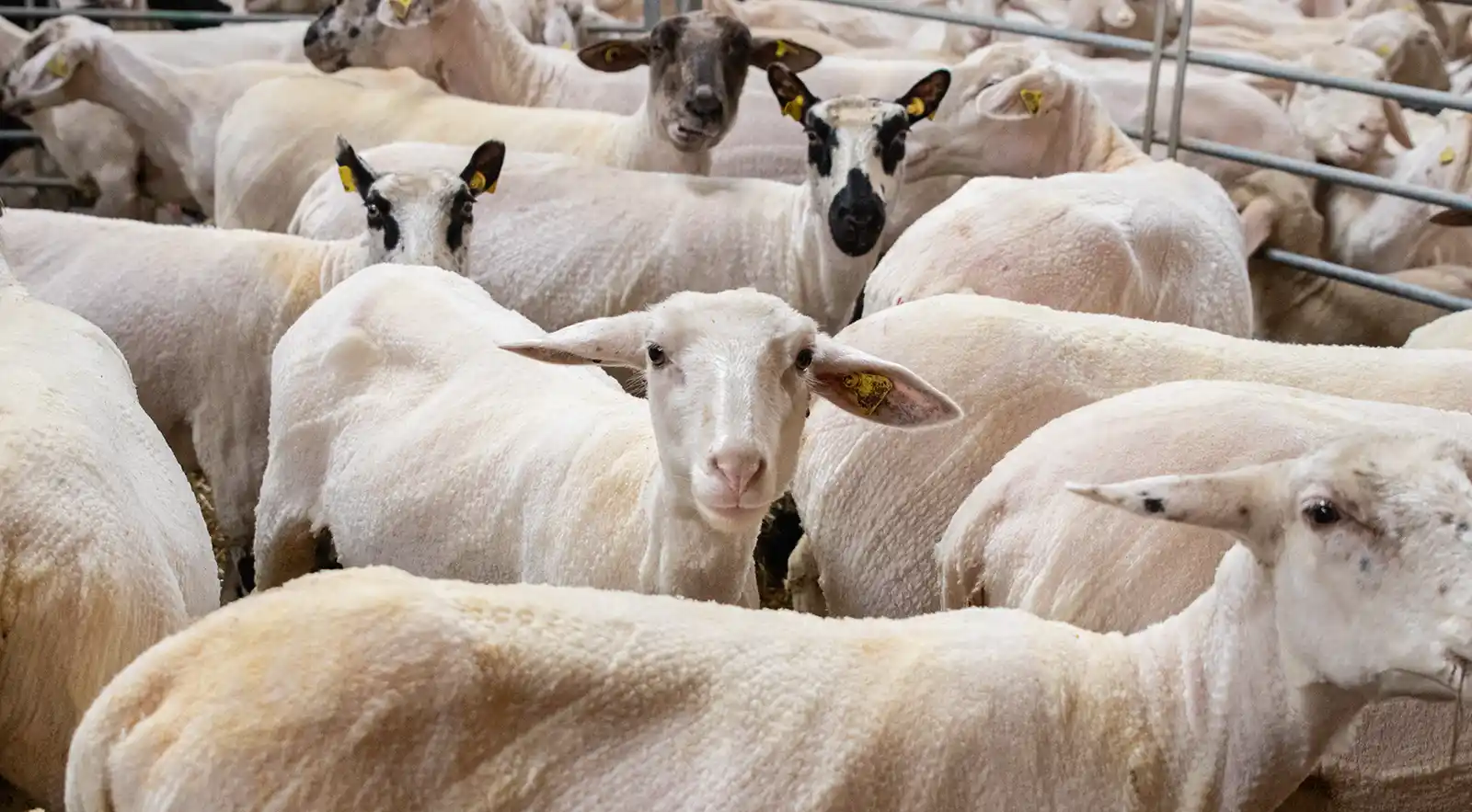 Schafe scheren – so wird Wolle gewonnen