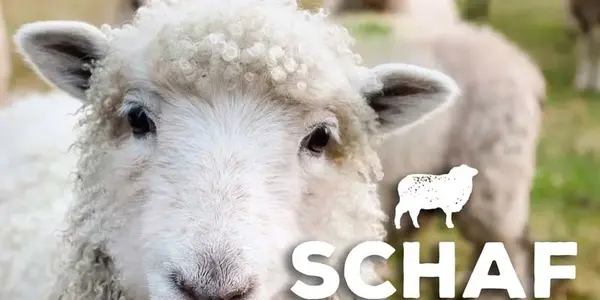 Schafwoll-Festival