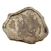 Petrified Wood Plate
