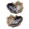 Set Waskommen van Versteend Hout