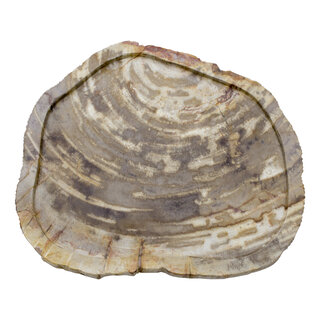 Indomarmer Schale aus Versteinertes Holz
