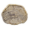 Indomarmer Petrified Wood Plate