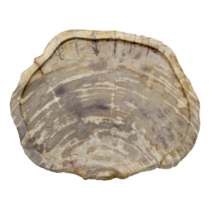 Indomarmer Schale aus Versteinertes Holz