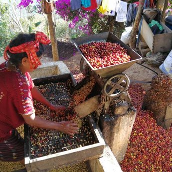 Guatemala - Huehuetenango (100% Arabica)