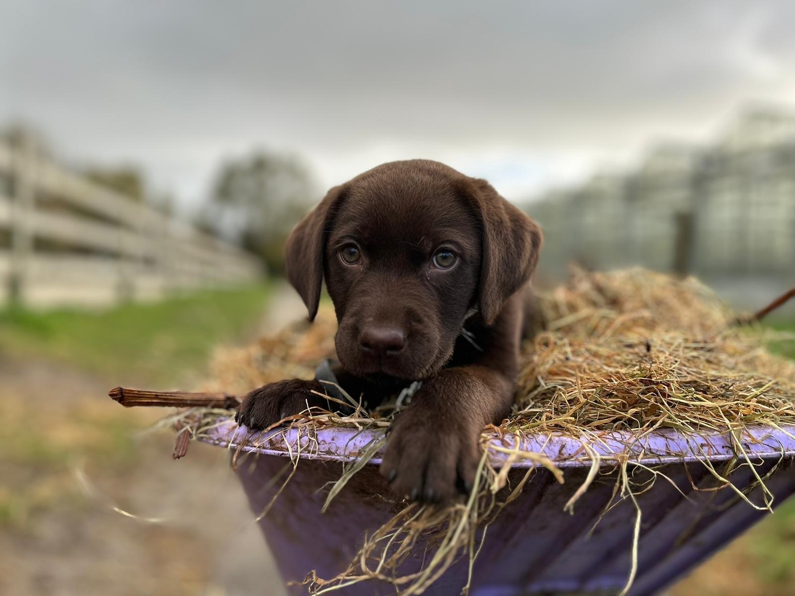 onze kantoorhond Sjaak