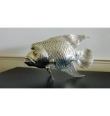 SEA LIFE - MGM Tropischer Fisch Lou Han - Bronze aus Gelbguss - versilbert