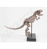 Baroque House of Classics  Dinosaurus skelet  raptor