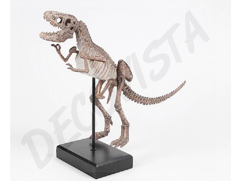 Baroque House of Classics  Dinosaurus skelet  raptor