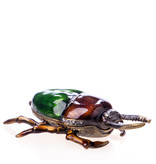 Käfer braun mit grün, Box für Pillen