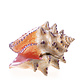 Pillbox Shell