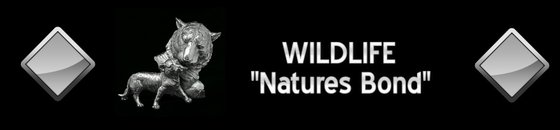 Wildlife "Natures Bond"