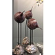 Kiwi vogels - set