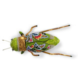 Toms Drag Krekel sculptuur groen/goud