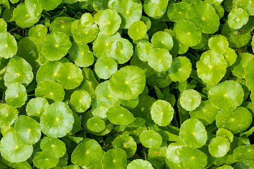 Alles over Centella Asiatica