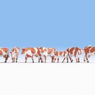 NOCH Noch 15726 Koeien, bruin-wit (Schaal H0), 7 figuren