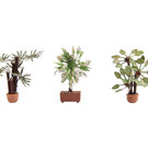 NOCH Noch 14023 Mediterranean Plants 3x (Gauge H0)