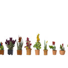 NOCH Noch 14012 Ornamental Plants in Pots 9x (Gauge H0)
