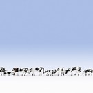NOCH Noch 36721 Cows, black-white (Gauge N)