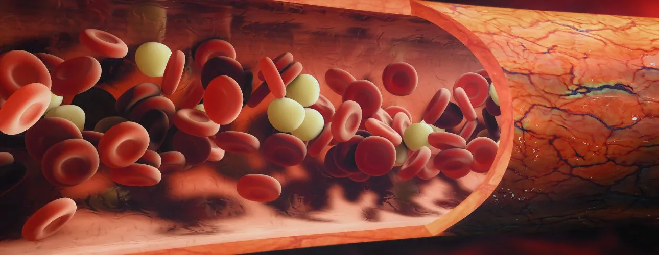 bevordering bloedstroom naar penis