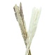 Pflanze "Reed"