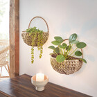 Wandpflanzer "Zinthia"