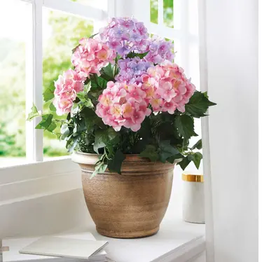 Kunstpflanze "Hortensie"